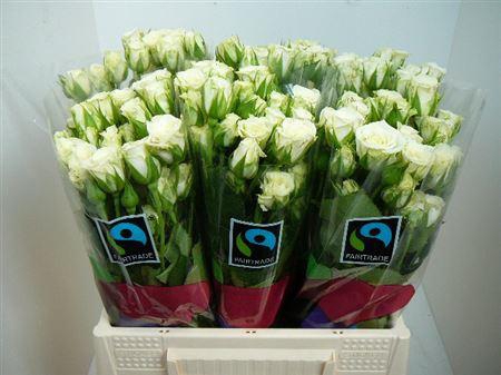 <h4>R Tr Snowflake</h4>