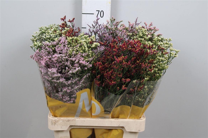 <h4>Lim Sin Diamond Mix</h4>