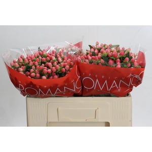 Hypericum Sweet Romance