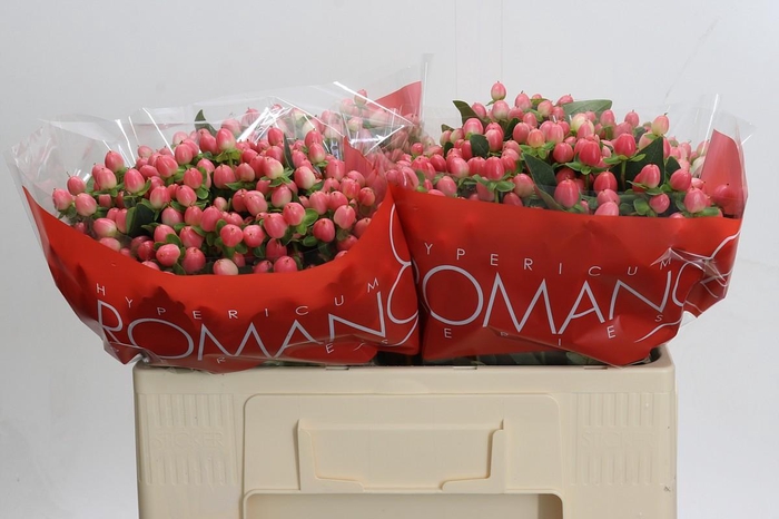 <h4>Hypericum Sweet Romance</h4>