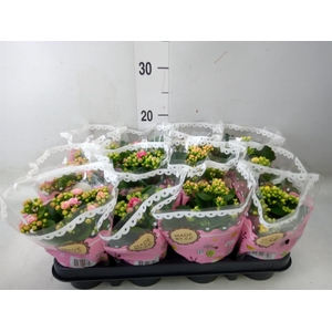 Kalanchoe blos.   ..mix