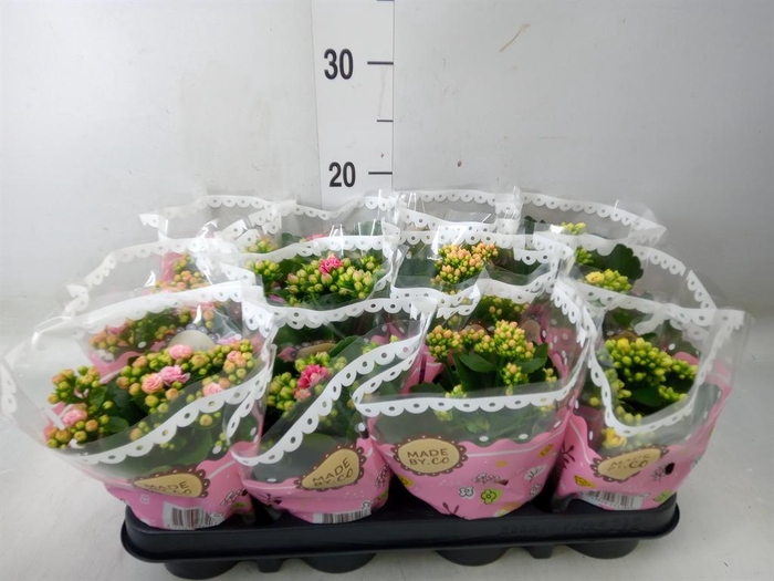 <h4>Kalanchoe blos.   ..mix</h4>