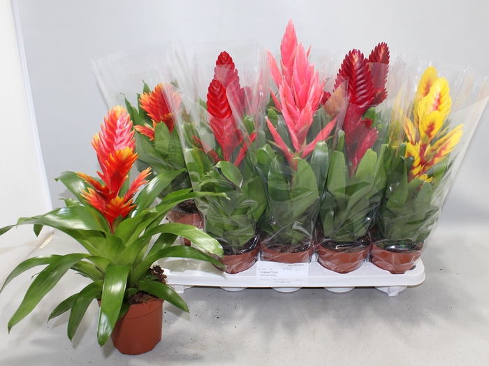 <h4>VRIES GEM 5 SRT</h4>