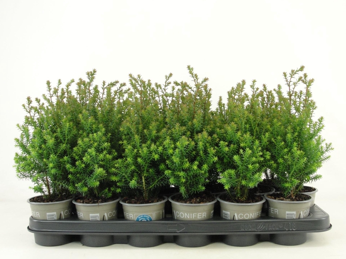 <h4>Chamaecyparis Rubicon</h4>