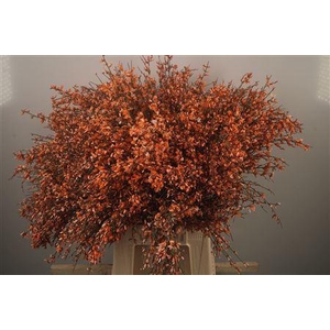 Ginster Salmon Per Bunch