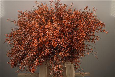 Ginster. Orange Per Bunch