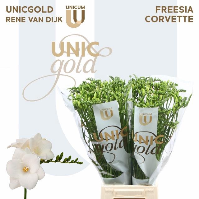 <h4>FR EN CORVETTE</h4>