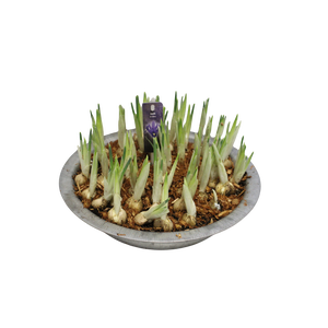 Iris Harmony in zinken schaal 29cm