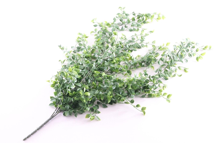 <h4>Ficus Plant</h4>