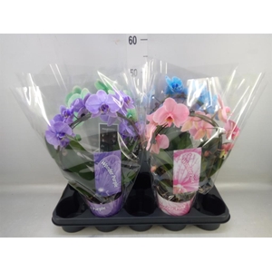 Phalaenopsis   ...