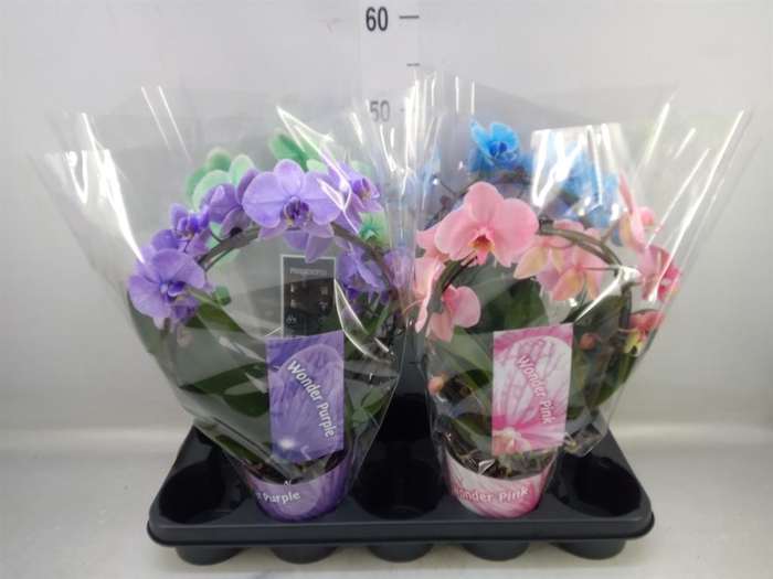 <h4>Phalaenopsis   ...</h4>