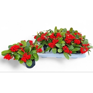 SKIM JA OBERRIES RED