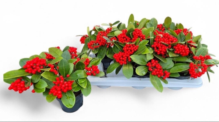 <h4>SKIM JA OBERRIES RED</h4>