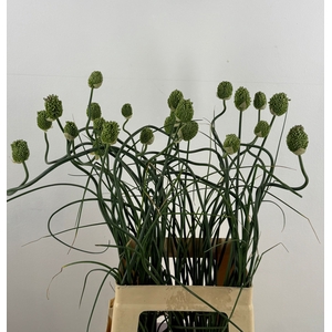 ALLIUM JAPAN STYLE