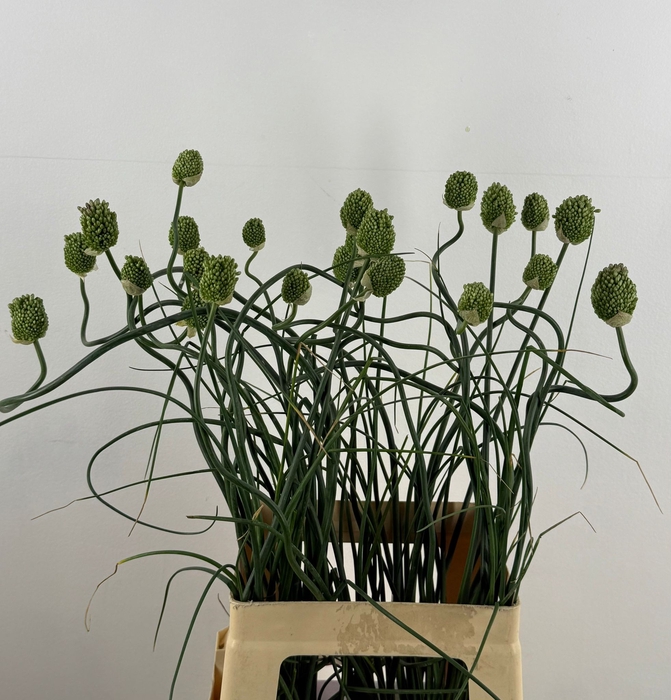 <h4>ALLIUM JAPAN STYLE</h4>