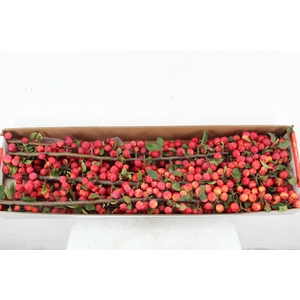 MALUS RED SENTINEL 060CM