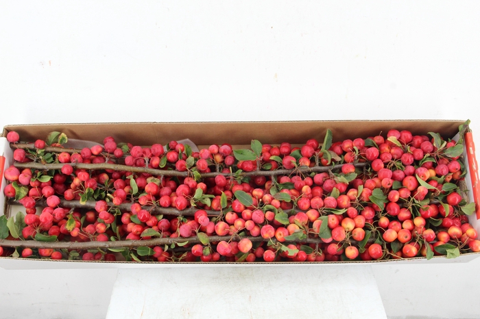<h4>MALUS RED SENTINEL 060CM</h4>