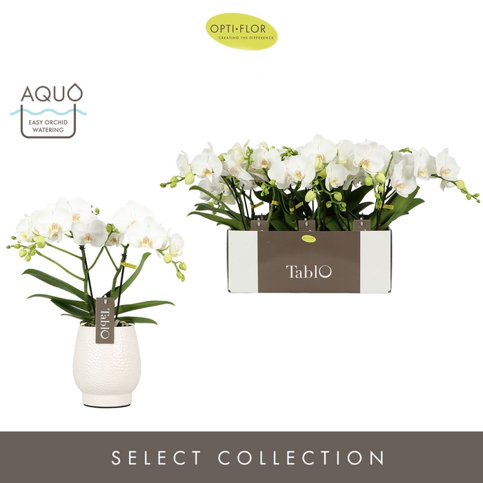 <h4>Phalaenopsis wit meer takken</h4>