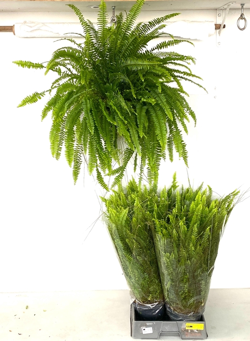 <h4>NEPHR EX GREEN LADY</h4>