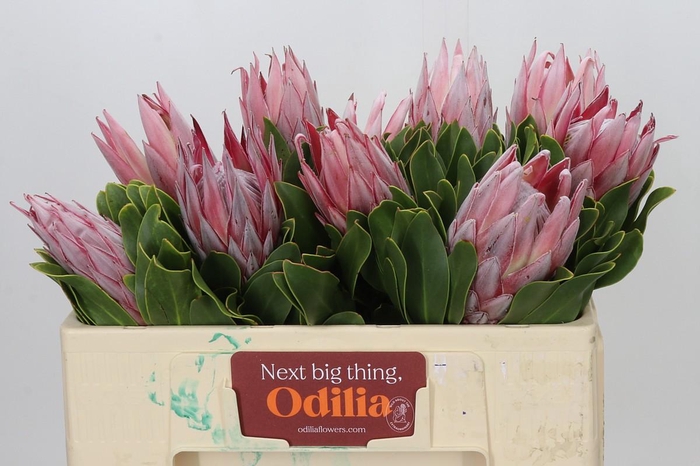 <h4>Protea Cynaroides</h4>