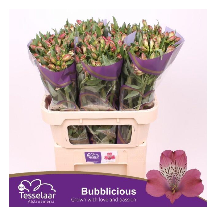 <h4>ALSTR BUBBLICIOUS</h4>