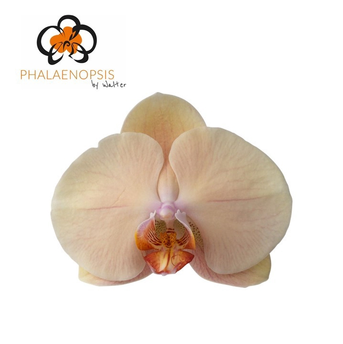 <h4>Phalaenopsis Royal Peach</h4>