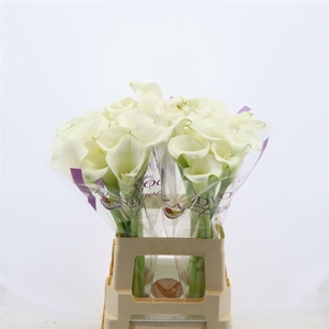 Calla Whitehorse