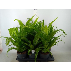 Asplenium antiquum 'Osaka'