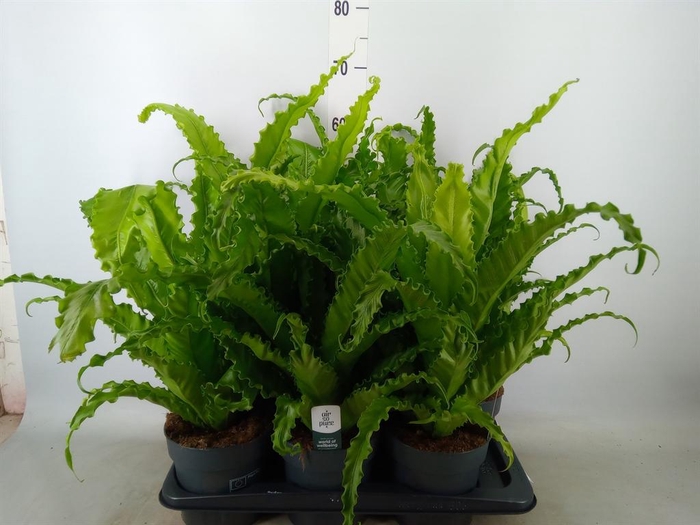 <h4>Asplenium antiquum 'Osaka'</h4>