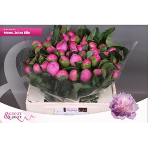 PAEO L MR JULES ELIE