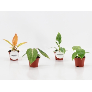 Philodendron Mix