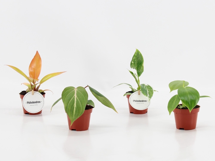 <h4>Philodendron Mix</h4>