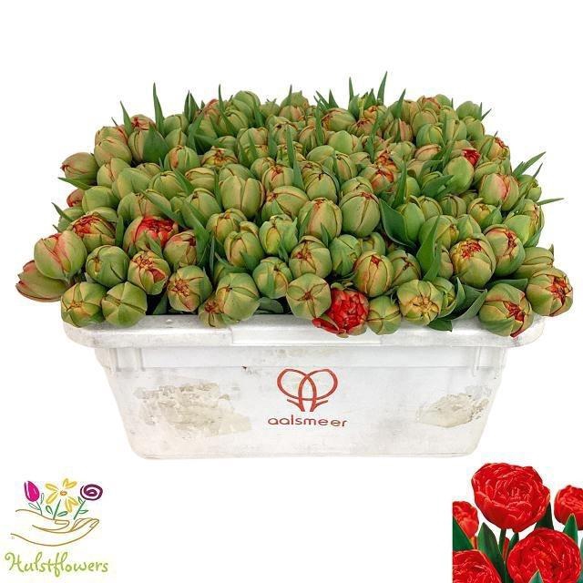 <h4>Tu Du Miranda</h4>