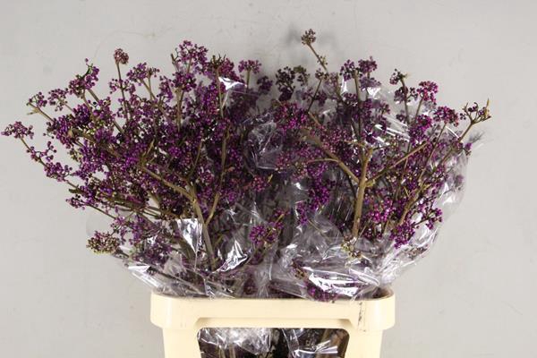 <h4>Callicarpa Giraldii</h4>