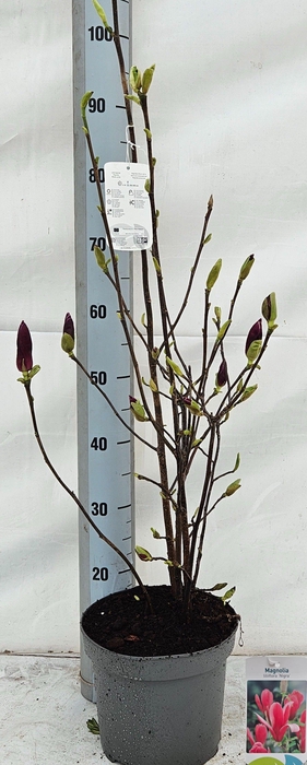 <h4>MAGN LIL NIGRA</h4>