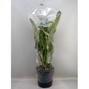 Dieffenbachia seg. 'Reeva'