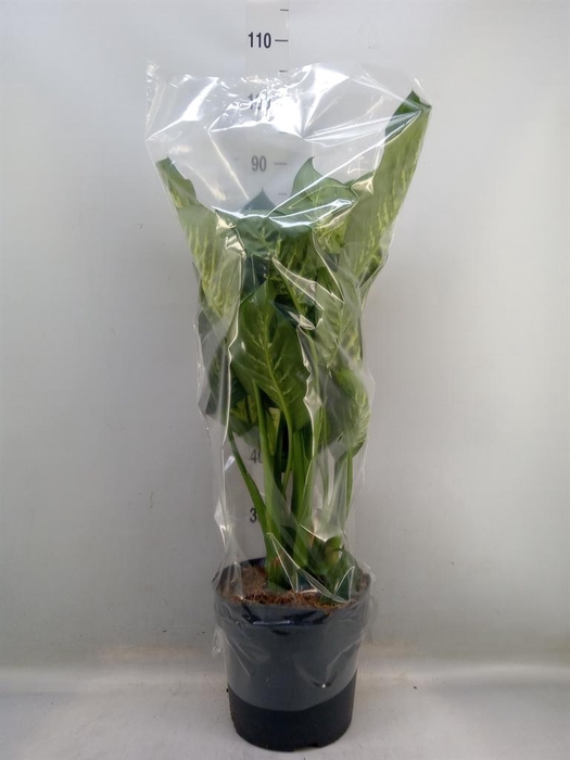 <h4>Dieffenbachia seg. 'Reeva'</h4>