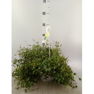 Muehlenbeckia com. 'Mao'ri'