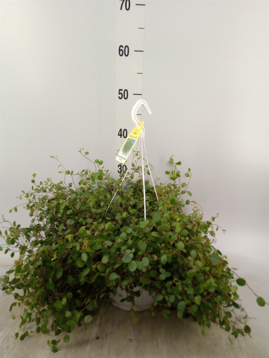 <h4>Muehlenbeckia com. 'Mao'ri'</h4>