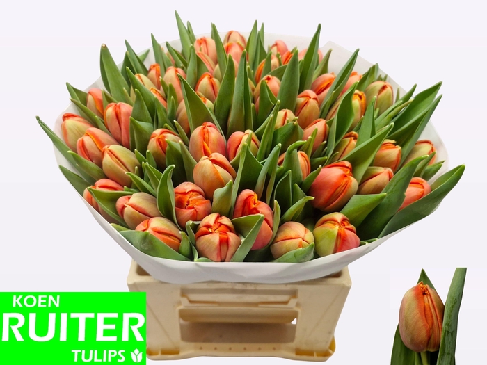 <h4>TU DU TERMINATOR</h4>