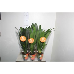 Clivia Mi
