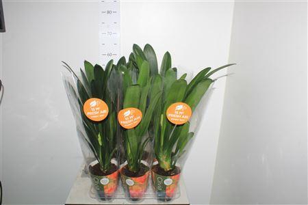 <h4>Clivia Mi</h4>