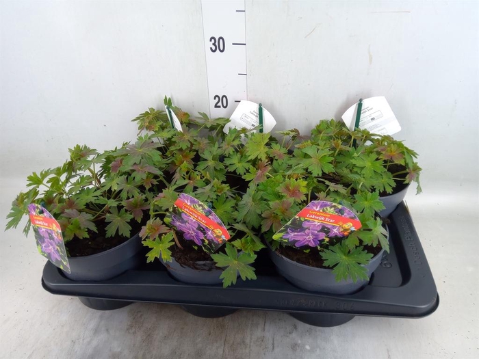 <h4>Geranium   ...</h4>