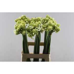 Ornitogalum Saundersiae L90