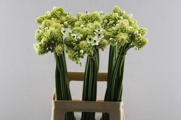 <h4>Ornitogalum Saundersiae L90</h4>