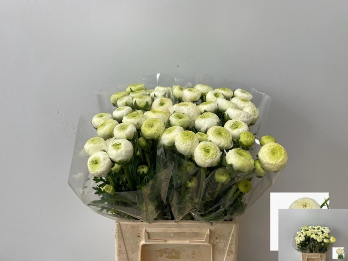 <h4>RAN AAZUR WHITE</h4>