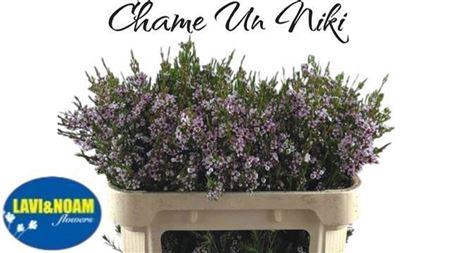 <h4>Chame Un Niki</h4>