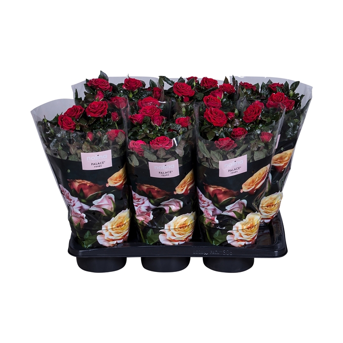 <h4>Nolina Palace Ø 17 cm Red st. 2-3</h4>
