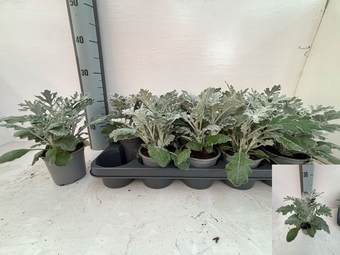 <h4>JACOBAEA MARITIMA</h4>