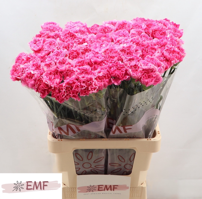 <h4>DI ST YUKARI CERICE</h4>